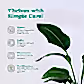 Bird of Paradise Plant - XL
