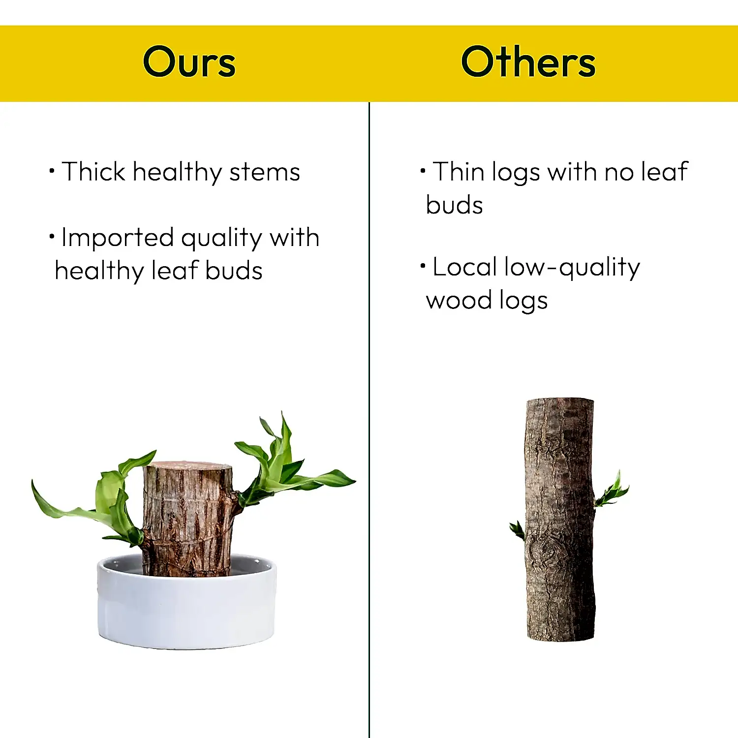 Brazilian Wood Plant
