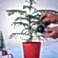 Evergreen Indian Christmas Tree