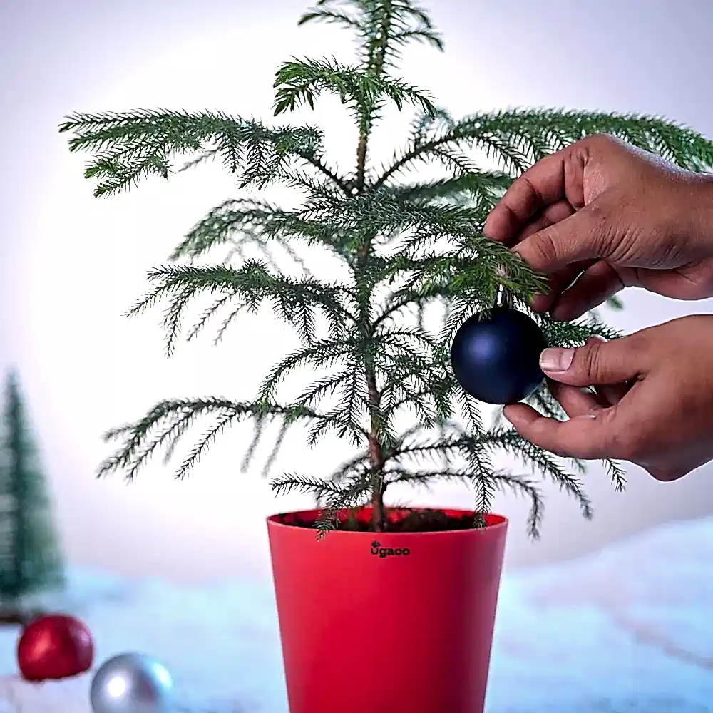 Evergreen Indian Christmas Tree