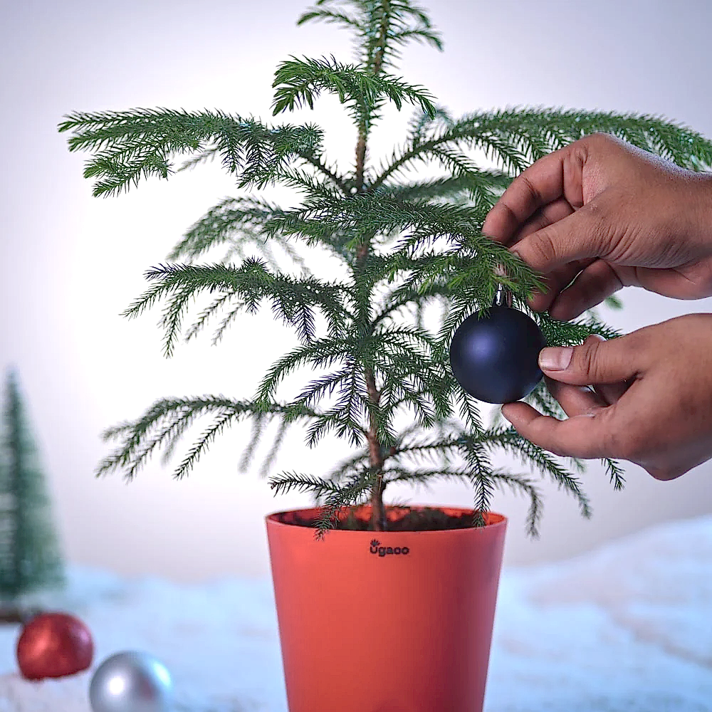 Evergreen Indian Christmas Tree