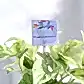 Money Plant Marble Congratulations Gift hamper