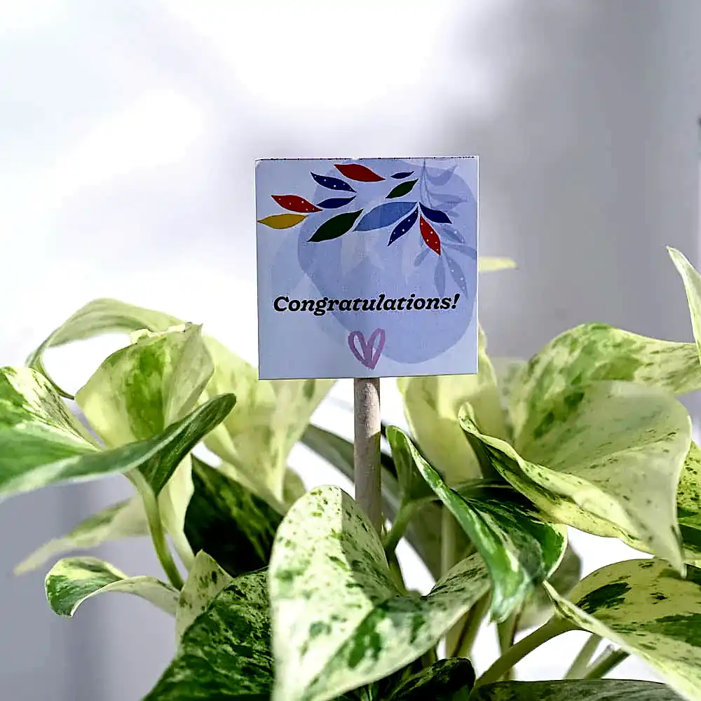 Money Plant Marble Congratulations Gift hamper