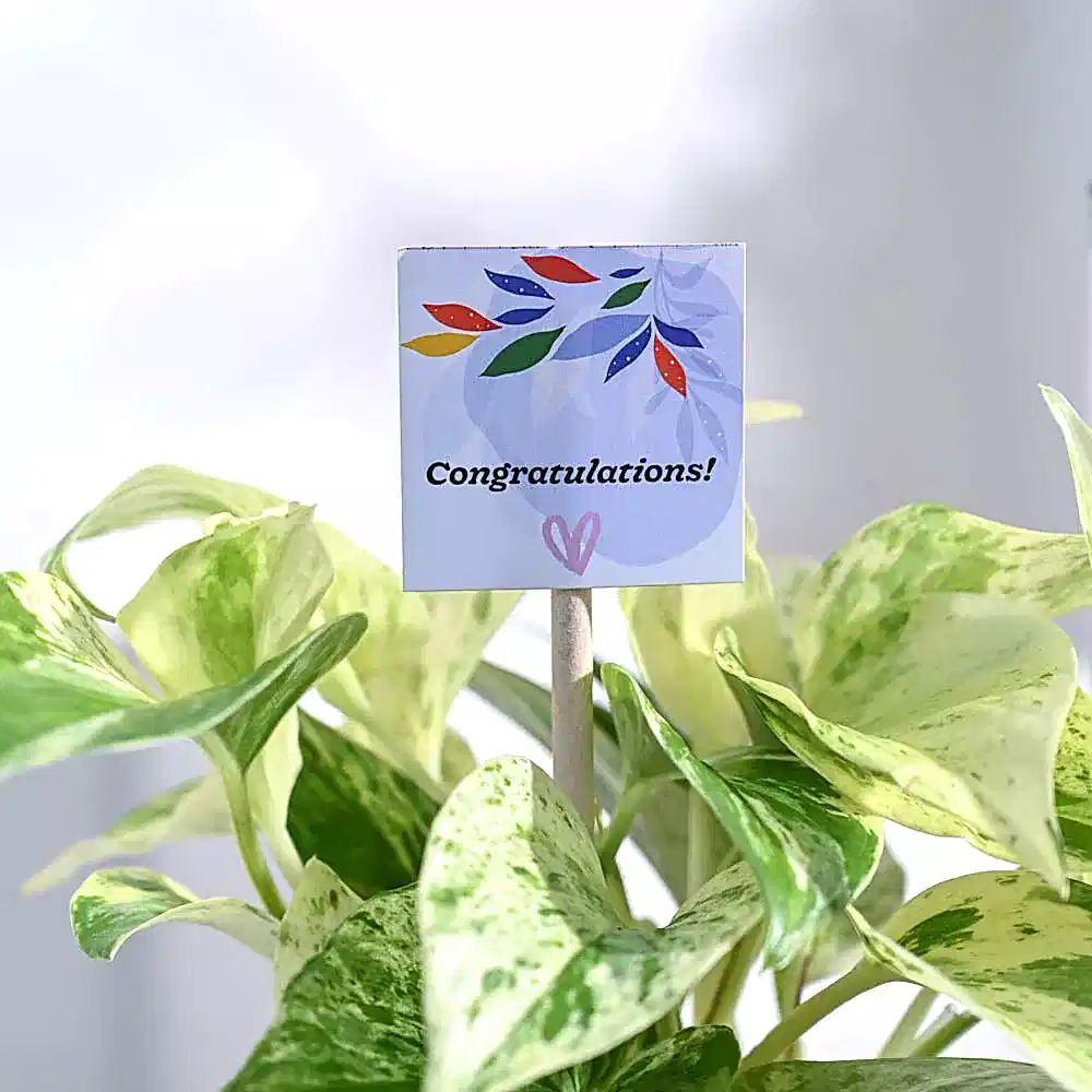 Money Plant Marble Congratulations Gift hamper