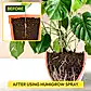 Humic Acid Ready-to-Use Spray - 500 ml
