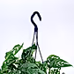 Philodendron Broken Heart With Hanging Pot