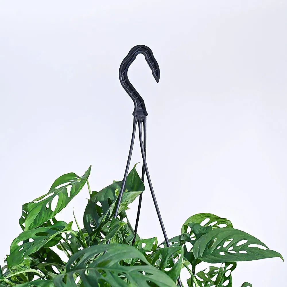 Philodendron Broken Heart With Hanging Pot
