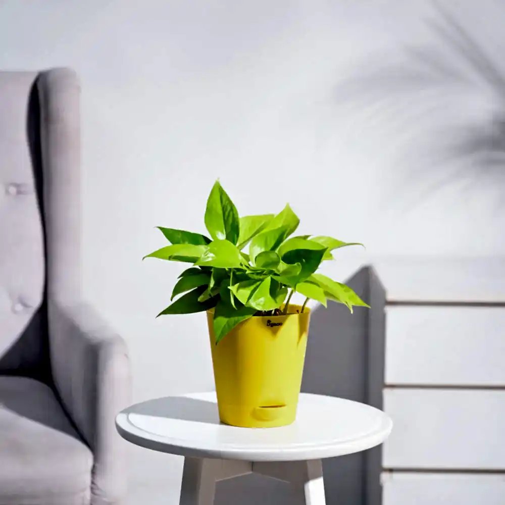 Ganpati Decor Plant Bundle