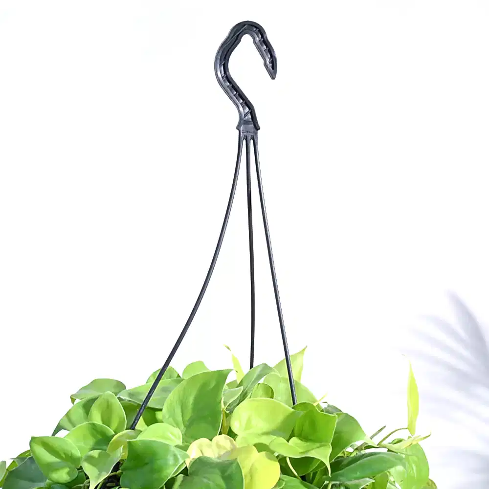 Philodendron Oxycardium Golden with Hanging Pot