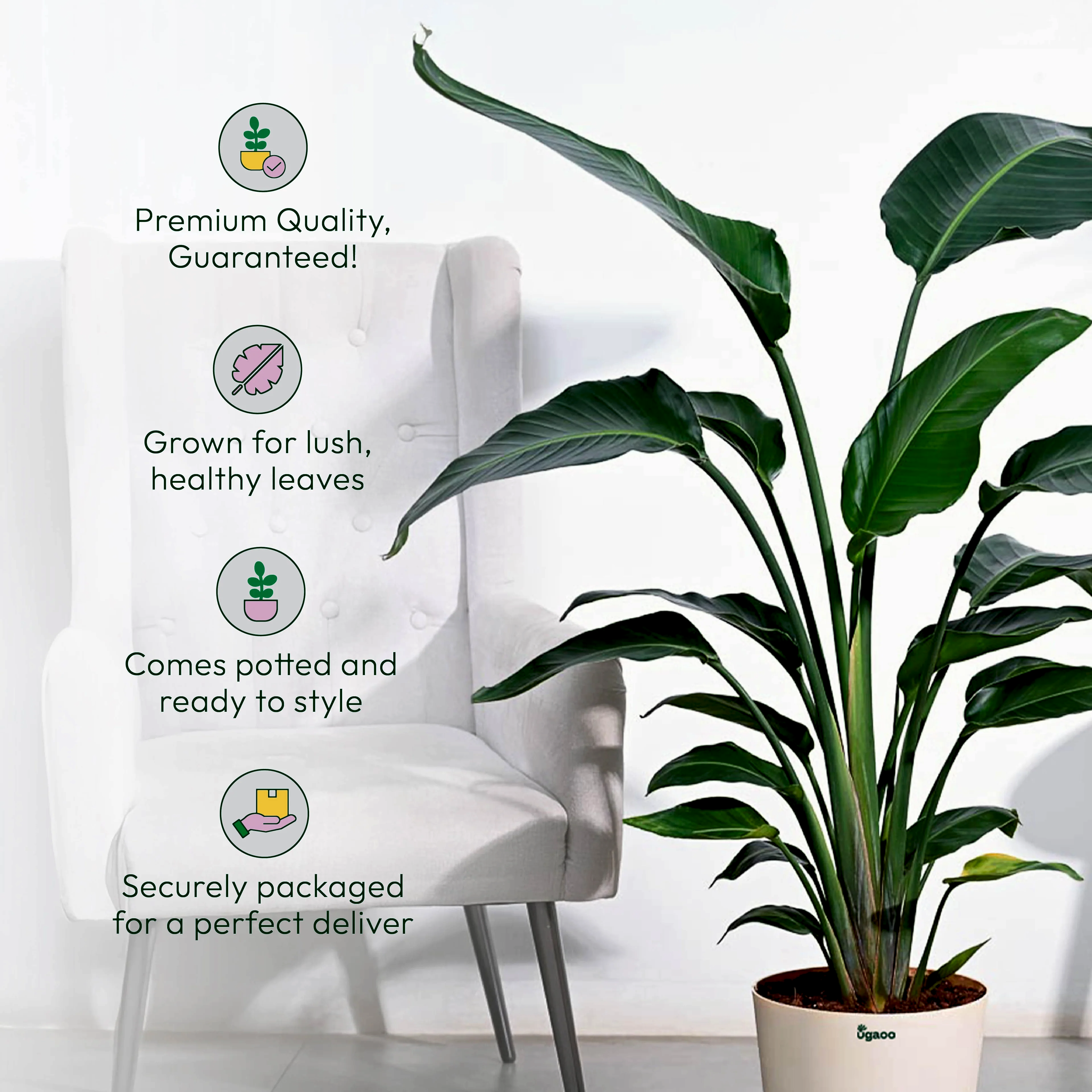 Bird of Paradise Plant - XL