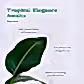 Bird of Paradise Plant - XL