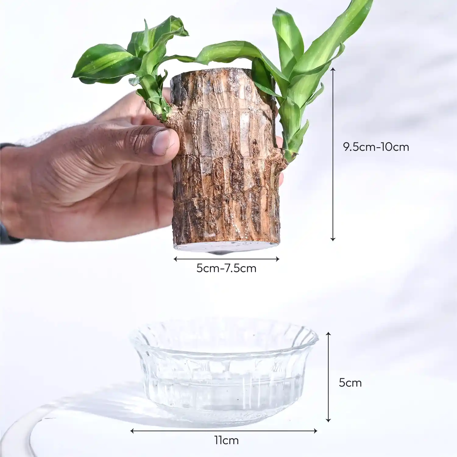 Brazilian Wood Plant