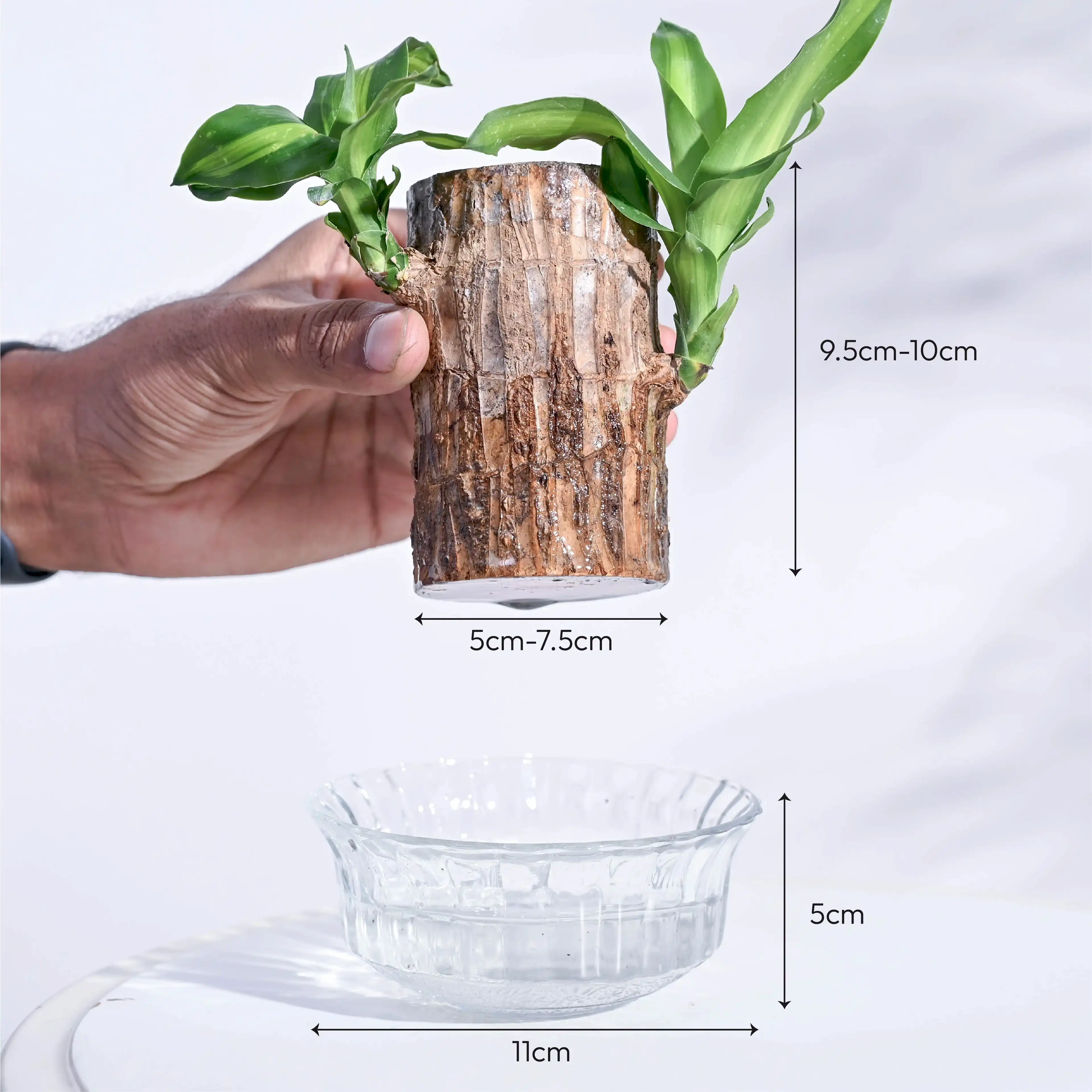 Brazilian Wood Plant