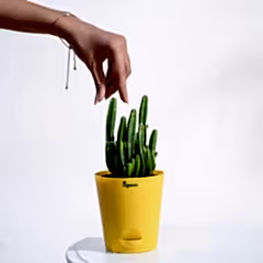 Cactus Plant - Elongated