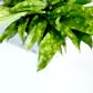 krish-lgreen