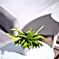 krish-lgreen