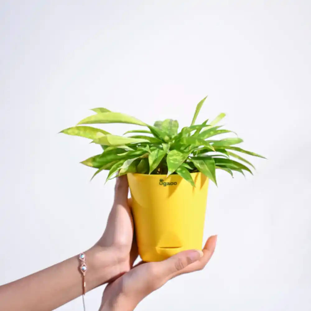 krish-lgreen