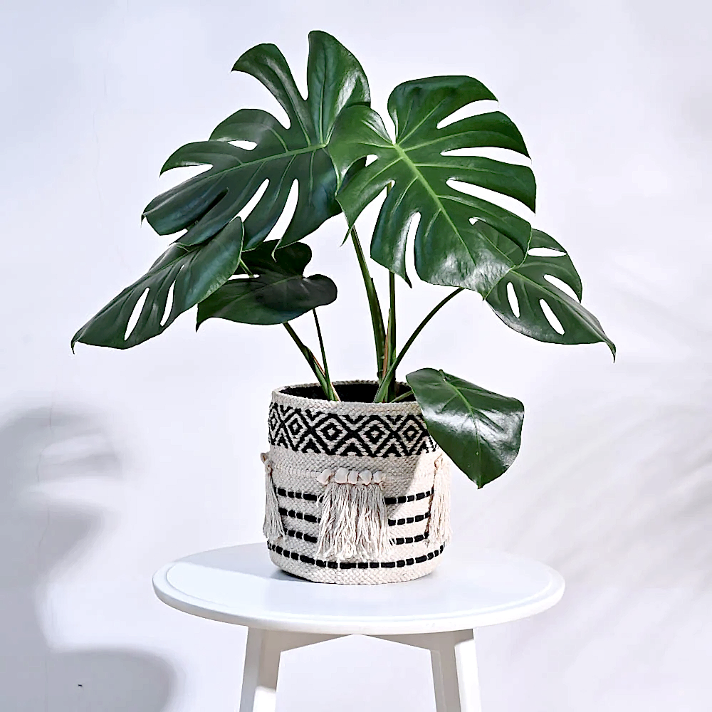 Tassel Cotton Planter