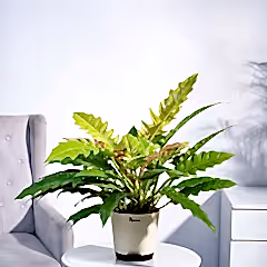 Philodendron Pluto Golden Plant