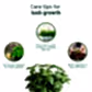 Treasures Basil Kit