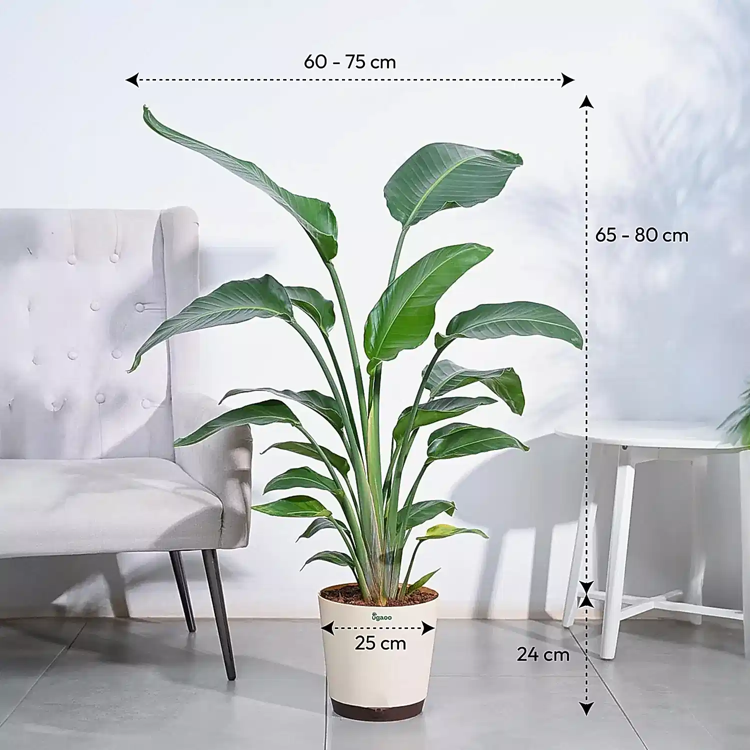 Bird of Paradise Plant - XL