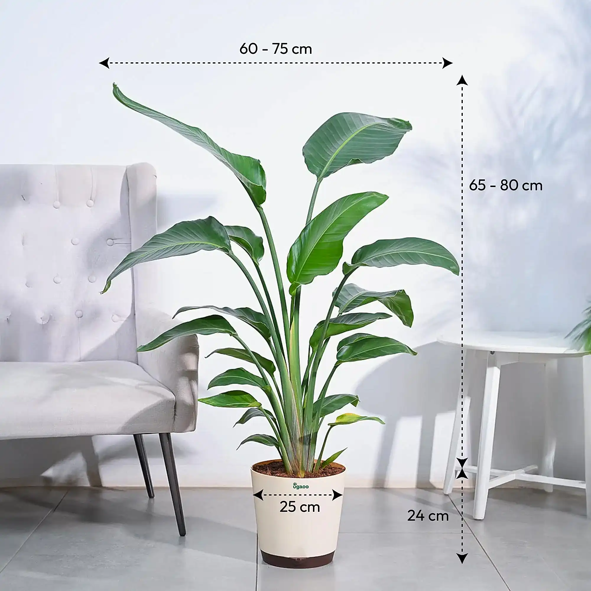 Bird of Paradise Plant - XL