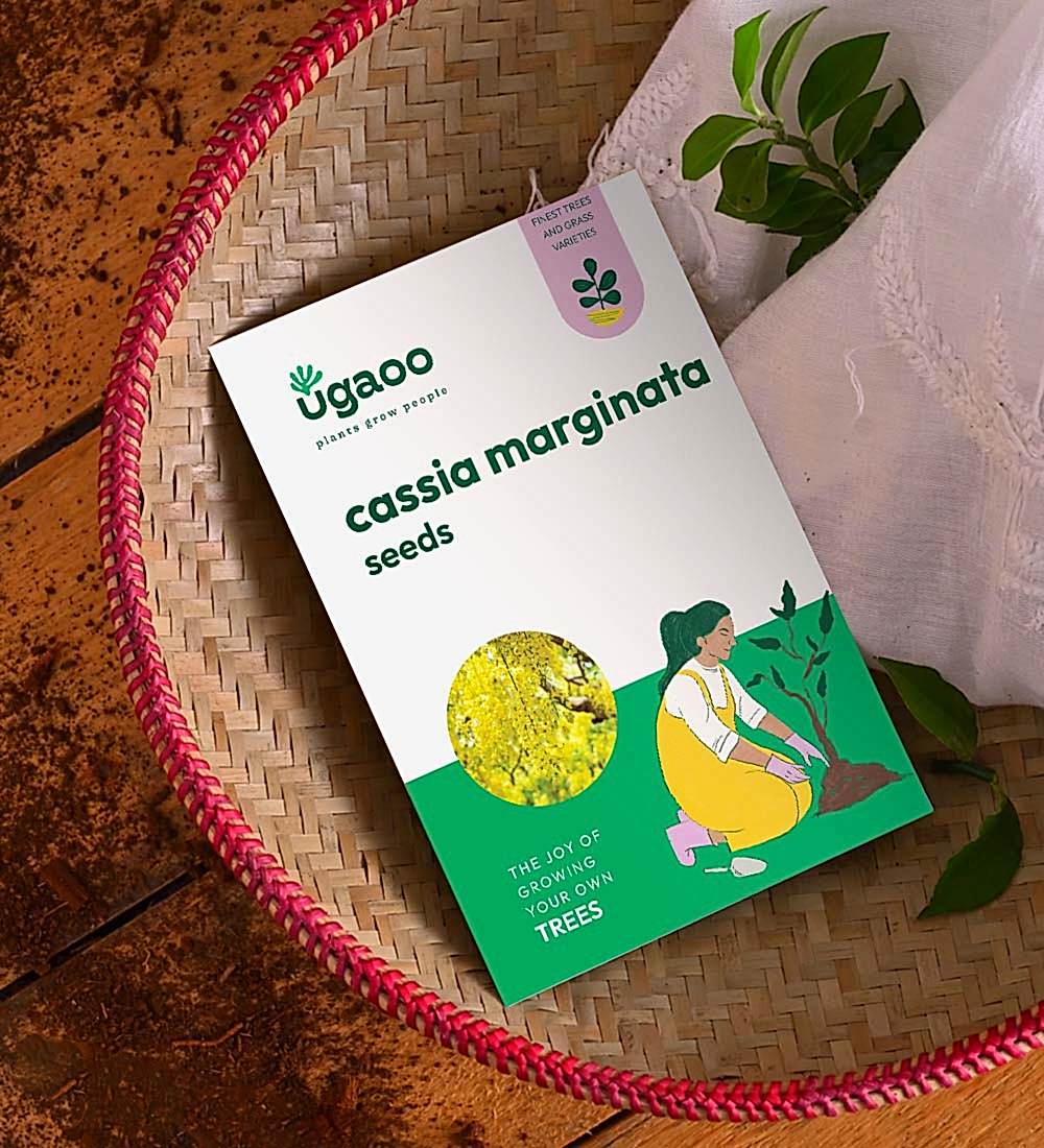 Cassia Marginata Seeds (Red Shower Tree) - 100 g