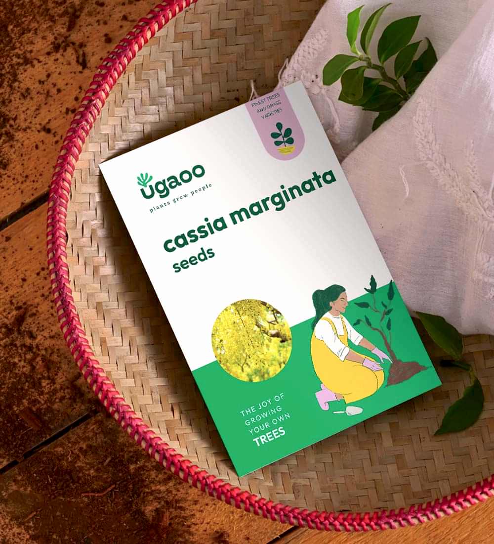 Cassia Marginata Seeds (Red Shower Tree) - 100 g