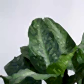 Dieffenbachia Plant XL