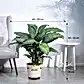 Dieffenbachia Plant XL
