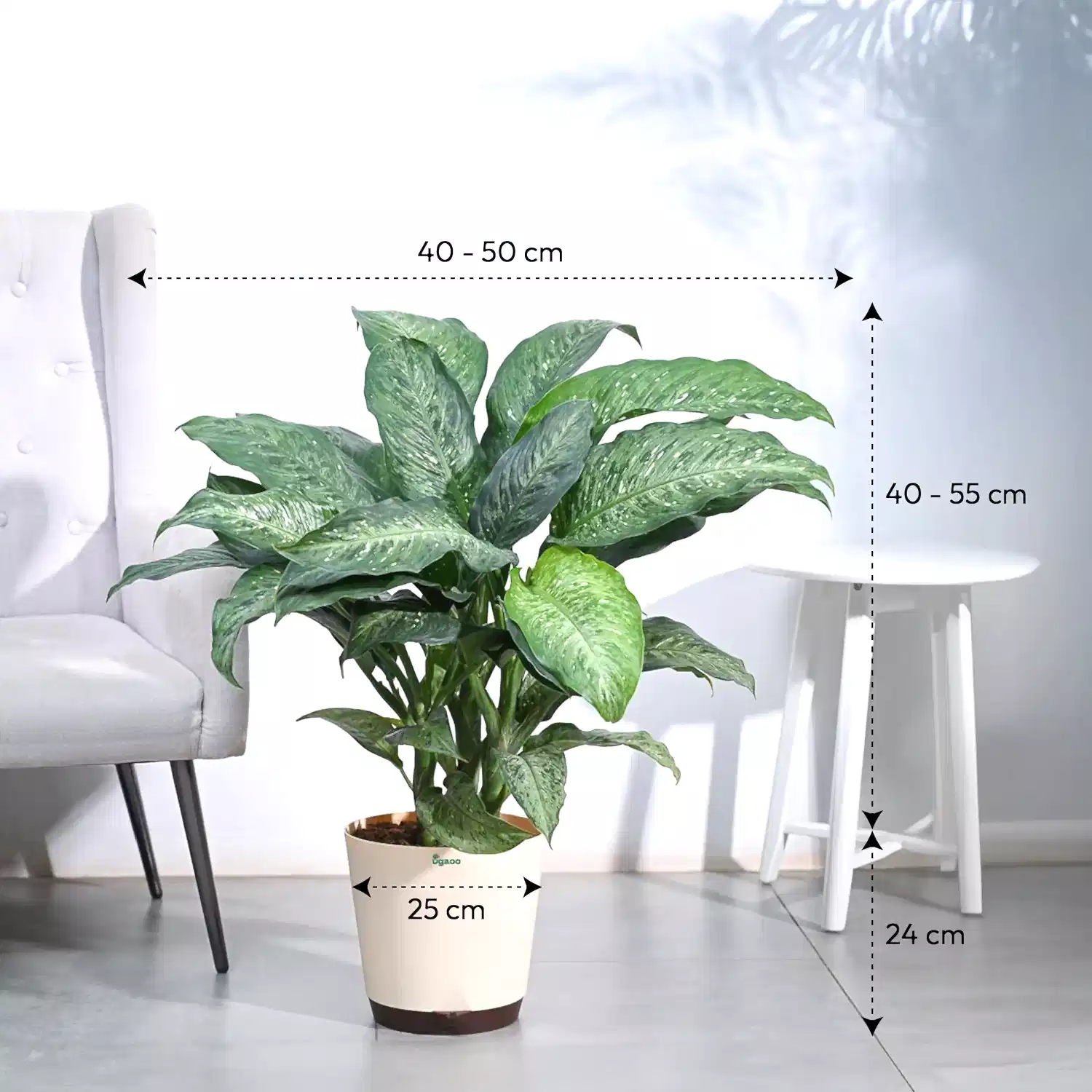 Dieffenbachia Plant XL