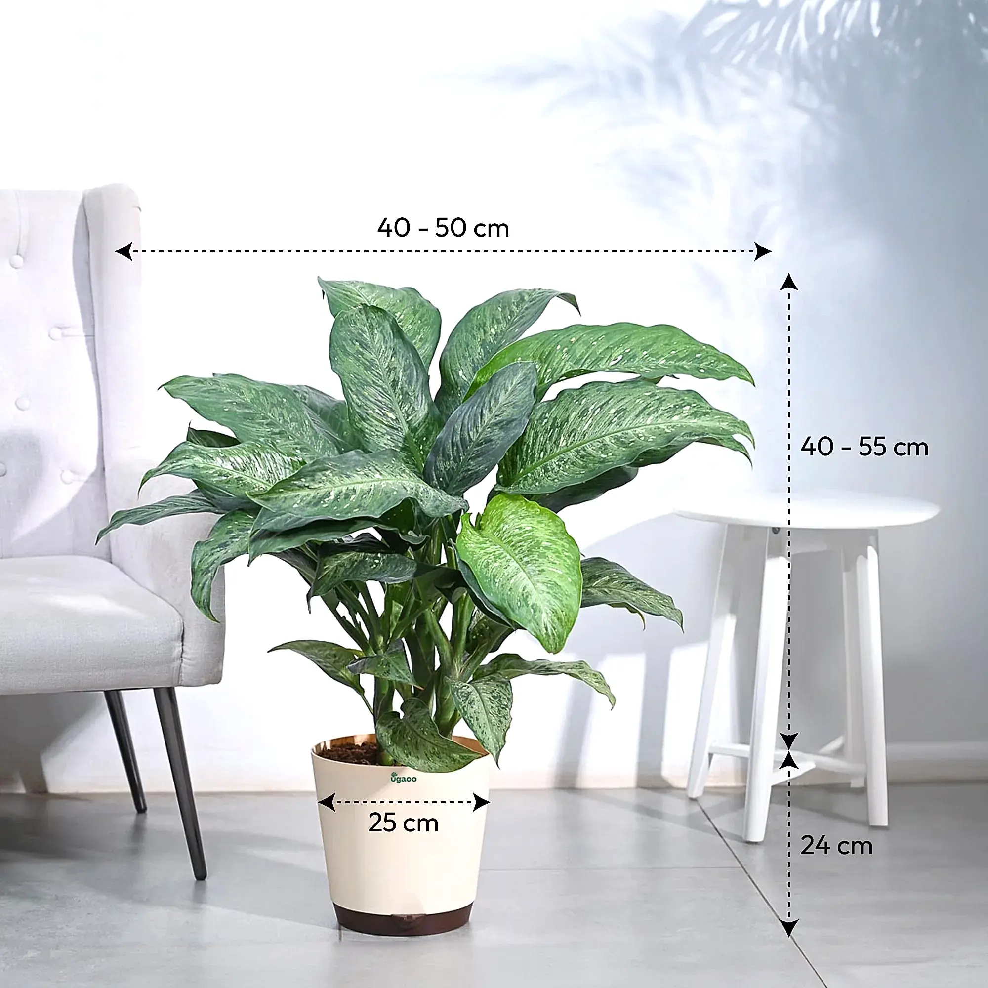 Dieffenbachia Plant XL