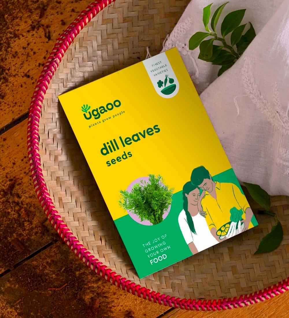 Dill Leaves Seeds (Suwa)