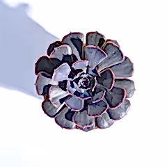 Echeveria Hybrid Plant