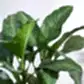 Dieffenbachia Plant XL