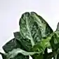 Dieffenbachia Plant XL