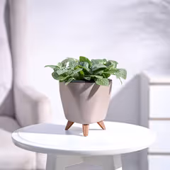 Big Leaf Fittonia Plant