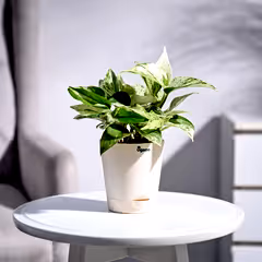 Money Plant Marble