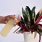 Leafresh Plant Shampoo - 100ml