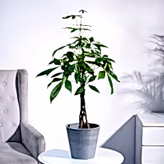 Money Tree