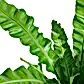 NUPL0483KYL