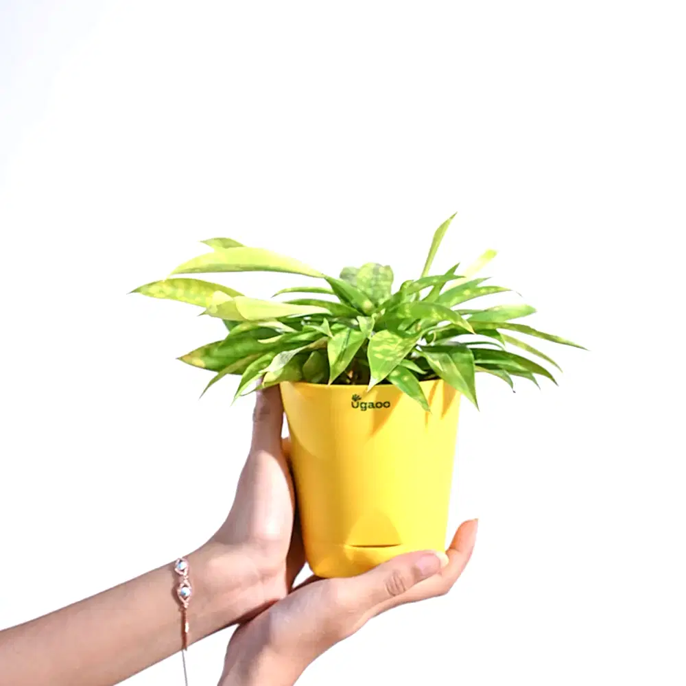 Dracaena Golden Milky Plant
