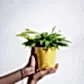 Dracaena Golden Milky Plant