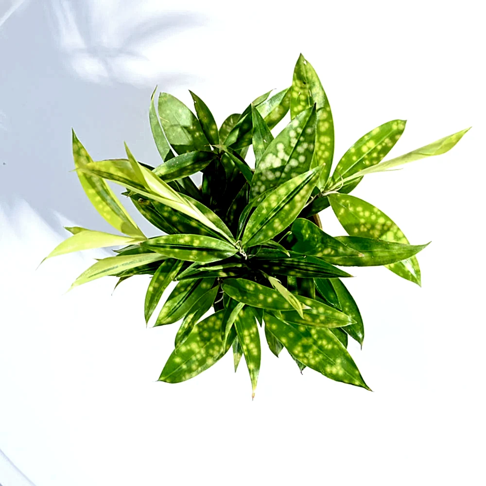 Dracaena Golden Milky Plant