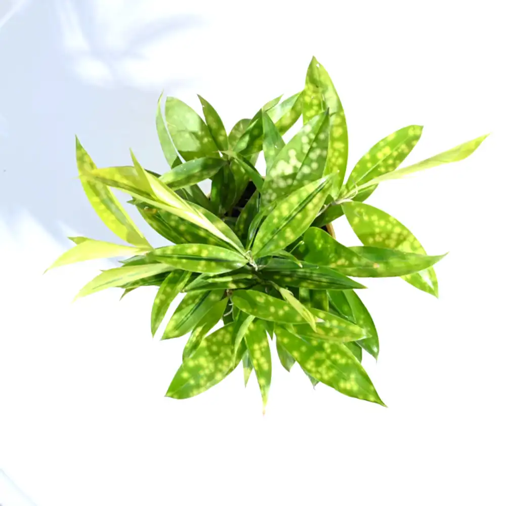 Dracaena Golden Milky Plant