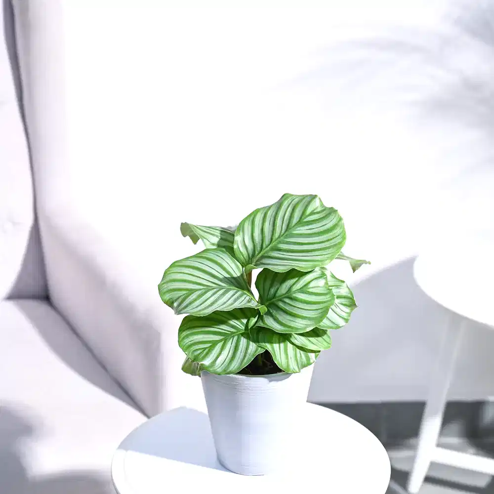 Calathea Orbifolia - Medium