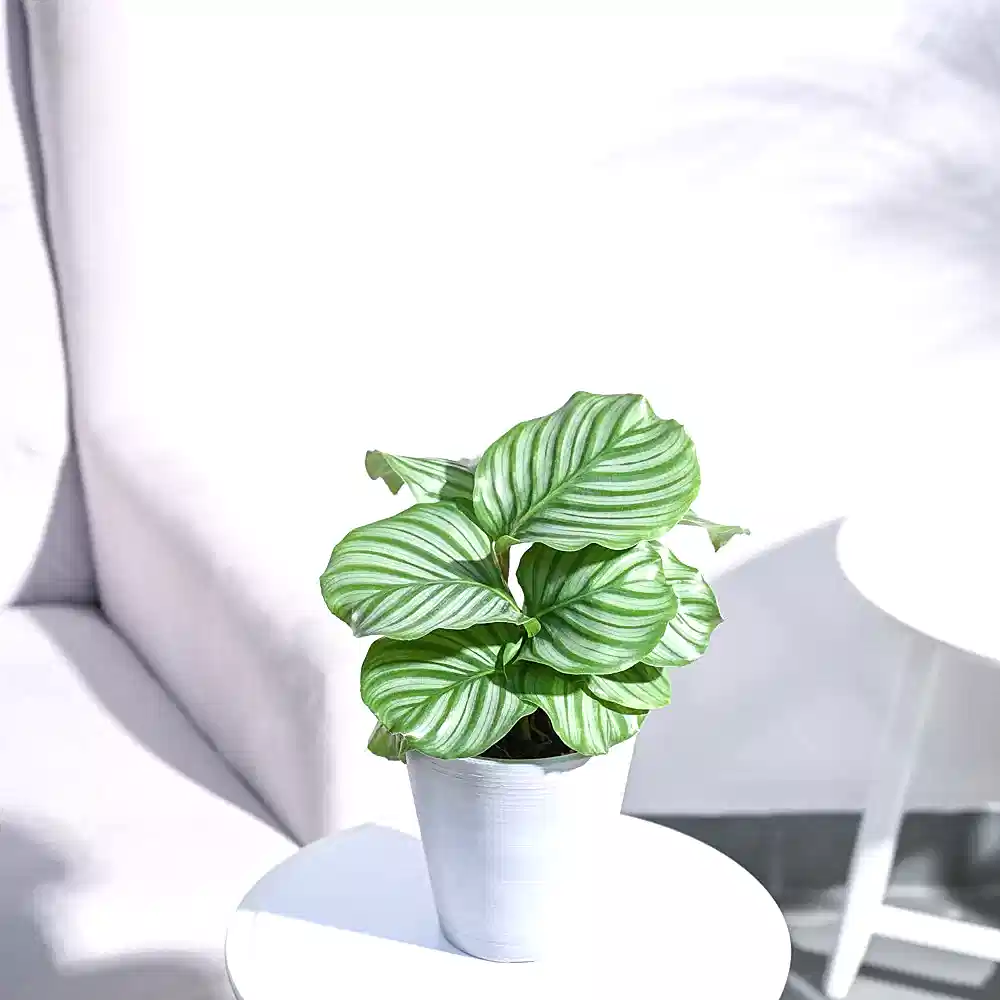 Calathea Orbifolia - Medium