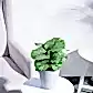 Calathea Orbifolia - Medium