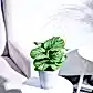NUPL0550