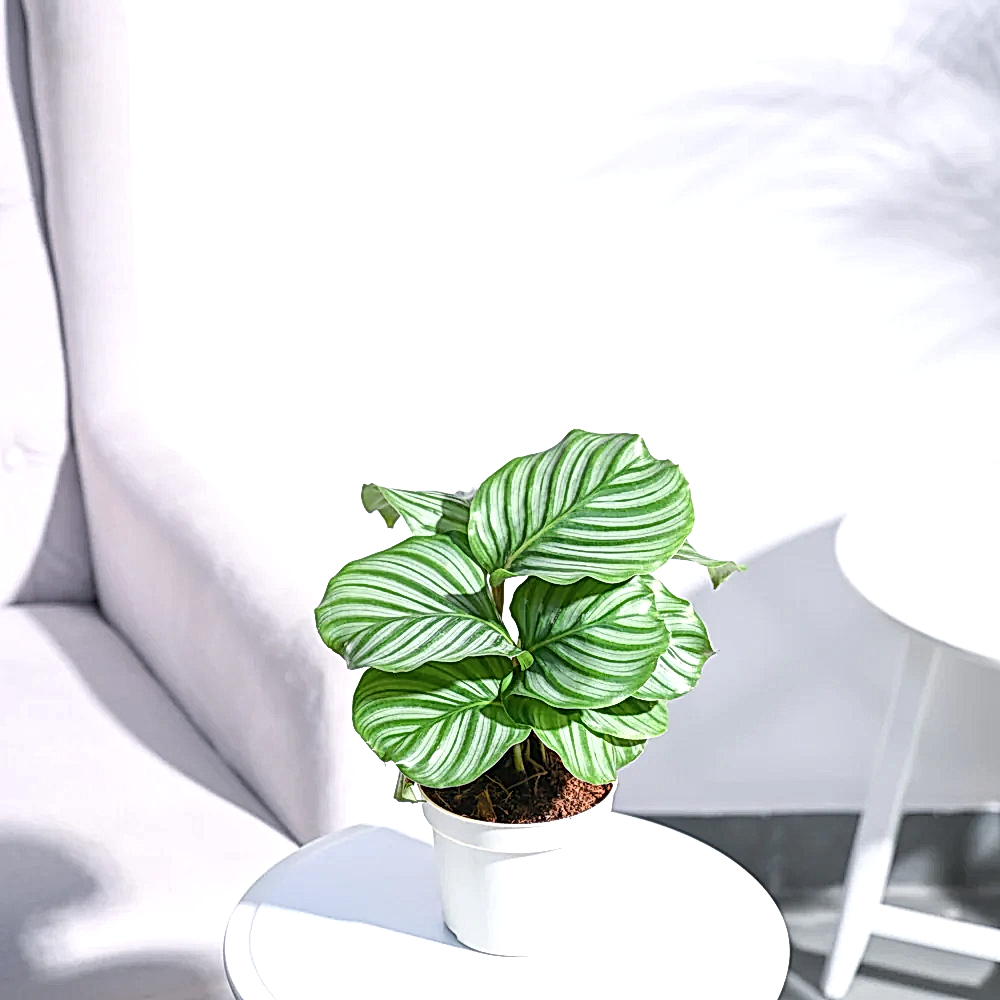NUPL0550KYL